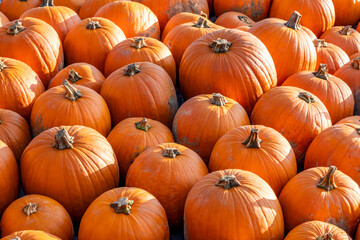 Lots and lots of stacked, freshly picked, classic halloween pumpkins. These pumpkins will soon be on the market stalls and will probably turn into lanterns.