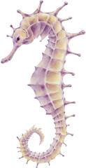 watercolor seahorse