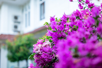 Fresh Bougainvillea flowers are purple