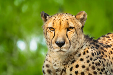 portrait of a cheetah