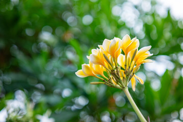 Plumeria Flowers in the Garden © StanleyRevaldo