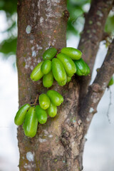 Starfruit. Averrhoa Bilimbi Linn. It has a sour taste which is often used as a cooking spice. Many are found in the Maluku Islands, Indonesia