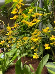 Beautiful Flowers at Jewel Changi Airport Singapore