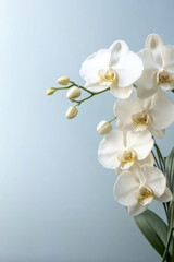 beautiful orchids in white vase on white table