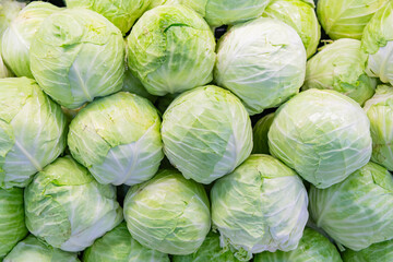 Fototapeta premium Background of organic cabbage. Eco vegetable. Green cabbage background. Green grocery vegetable in food market. Organic food. Harvest and farming. Organic vegetable cabbage. Bio farm