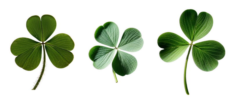 A single clover leaf displayed from multiple angles on a white background