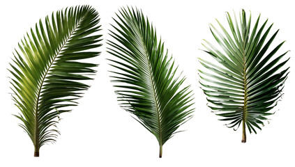 Palm leaf captured from multiple angles on a white background