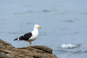 Gaviota Dominicana (Larus dominicanus)