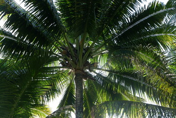 Fototapeta premium Coconut trees have many benefits