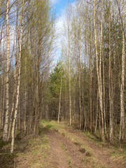 Fototapeta premium landscape in the forest
