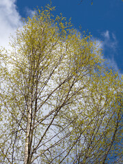 green foliage of birch trees in the forest