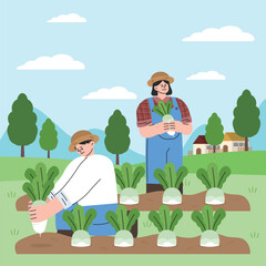 farmers harvesting radishes