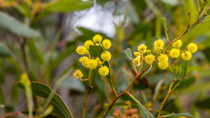 Obraz premium Australian Myrtle wattle - Acacia myrtifolia