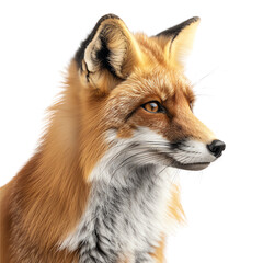 Fototapeta premium Majestic portrait of a red fox showcasing its vibrant fur and sharp gaze, the essence of wild beauty captured in stunning detail.