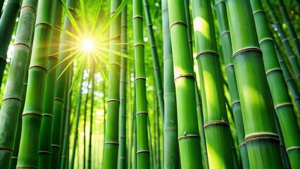 Fototapeta premium Sunrays piercing through a dense grove of emerald green bamboo stalks, creating a mesmerizing natural pattern.