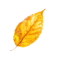 Obraz premium Close-up of a single yellow autumn leaf with intricate texture and vibrant color, perfect for nature and seasonal designs.