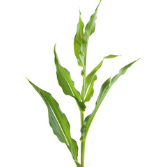 Close-up of a green corn plant with fresh leaves against a white background. Ideal for presentations on agriculture and crops.