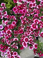 Fototapeta premium pink flowers