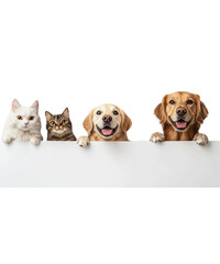 Happy cats and dogs peeking over a white background.