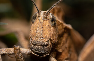 Macro portrait close-up of a grasshooper