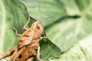 Macro portrait close-up of a grasshooper