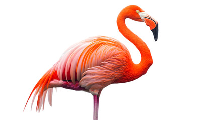 Fototapeta premium Vibrant Flamingo Standing Gracefully on One Leg