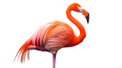 Vibrant Flamingo Standing Gracefully on One Leg