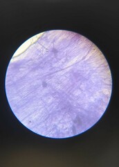 Cell under laboratory microscope. Look microscopically