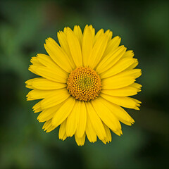 close up of yellow flower