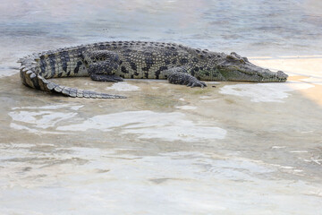 The salt crocodile swimming on the river near canal