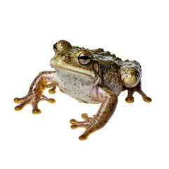 Naklejka premium frog with transparent background PNG and JPEG image 