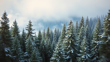Dense evergreen forest with towering spruce and fir trees, their branches heavy with snow, stretching towards a misty horizon under a canopy of azure sky.