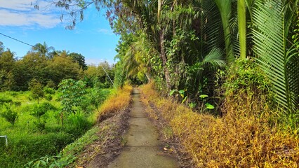 Obraz premium Narrow village street in countryside at Vinh Long province, Mekong Delta Vietnam in the morning.