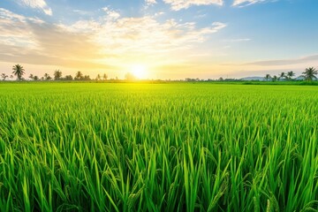 Misty Sunrise Over a Green Paddy Field: Peaceful Countryside Scene with Palm Trees