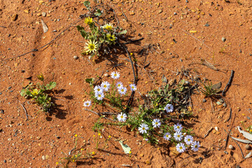 Yellow capeweed and white daisies on red soil