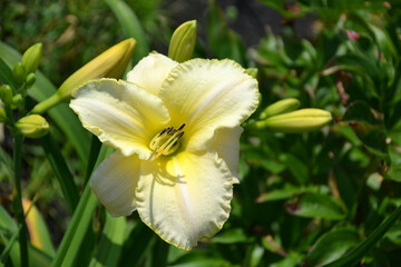 Obraz premium daylily Blizzard Bay, white with cream shade and yellow-green eye, with yellow-green wavy border 