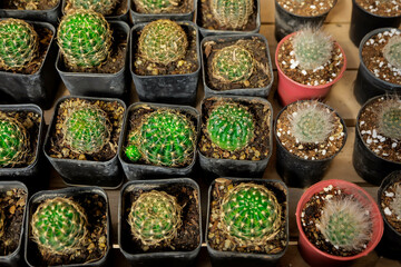 tropical plant cactus.