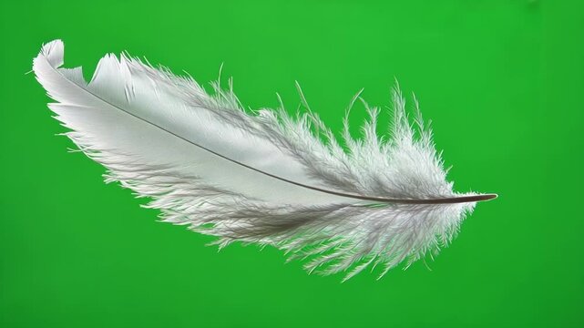 Single white bird feather is slowly falling down on a green screen background. Perfect to be used as overlay or for your chromakey compositions