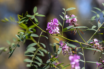 Australian indigo flower - Indigofera australis