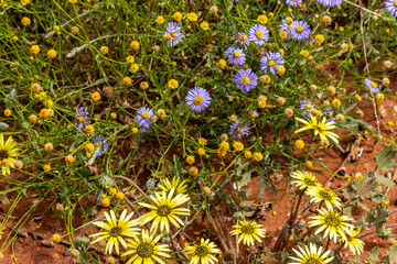 Yellow daisy, mauve Burr-daisy and yellow billy buttons © Libby