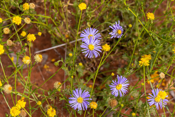 Mauve Burr-daisy and yellow billy buttons © Libby