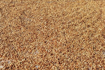 Close up of coffee beans drying in the sun           