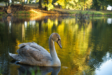 Serene swan gracefully swimming on a peaceful pond with a reflection of autumn foliage