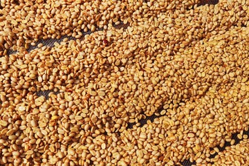 Close up of coffee beans drying in the sun           