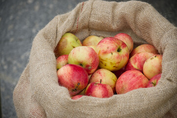 Fresh Apples in Burlap Sack