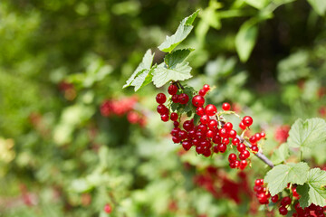 Ripe red currant berries on a branch in the garden