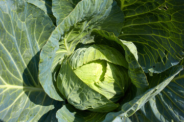 White cabbage grows in the garden. Organic vegetable garden, vegetable harvest. Top view.