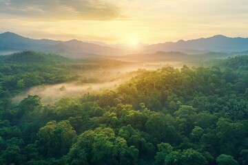 Aerial top view forest tree, Rainforest ecosystem and healthy environment concept background, Texture of green tree forest view from above, generative ai
