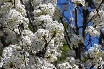 White pear blossoms (Pyrus calleryana) against a blue sky and green leafed tree