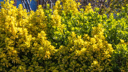 Obraz premium Contrast of green and yellow leaves